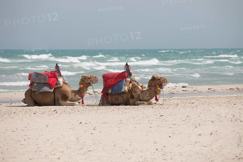 Dromedaries lying in the sand on the beach