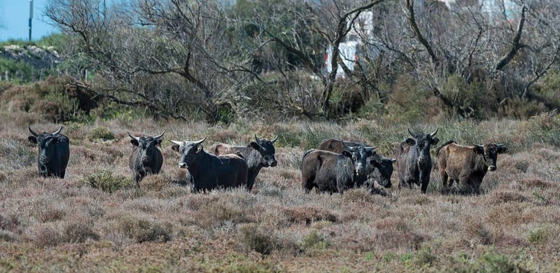 Camargue cattle