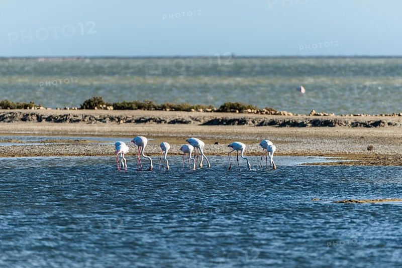 Greater Flamingos (Phoenicopterus roseus)