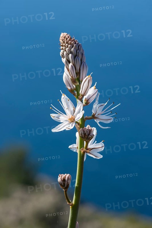 Summer Ssphodel (Asphodelus aestivus) against the Mediterranean