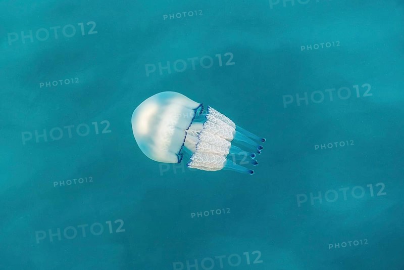 Barrel jellyfish (Rhizostoma octopus)