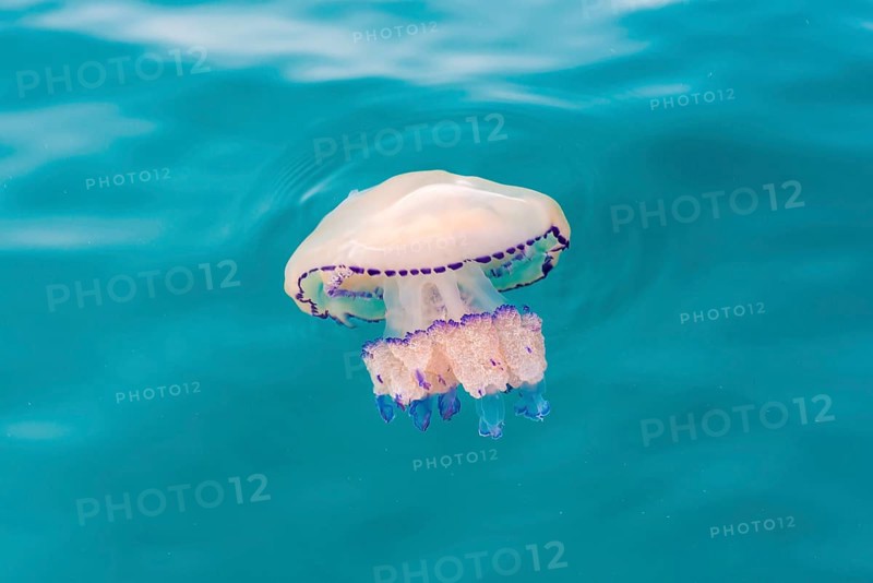 Barrel jellyfish (Rhizostoma octopus)