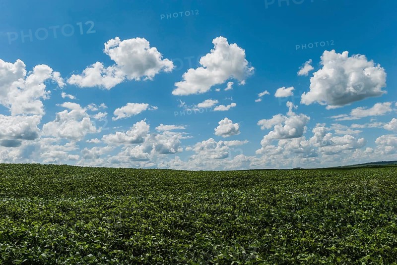 Field planted with soybeans