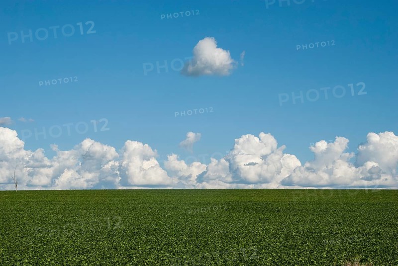 Field planted with soybeans