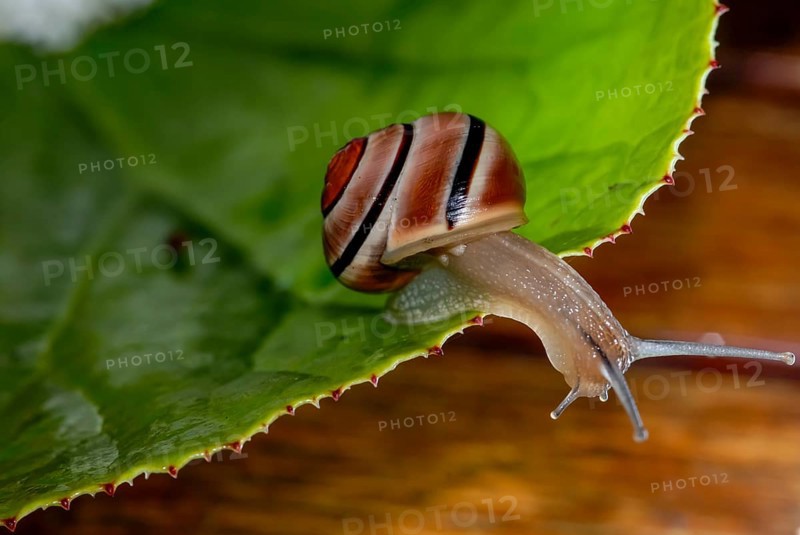 White-lipped snail (Cepaea hortensis) with brown stripes