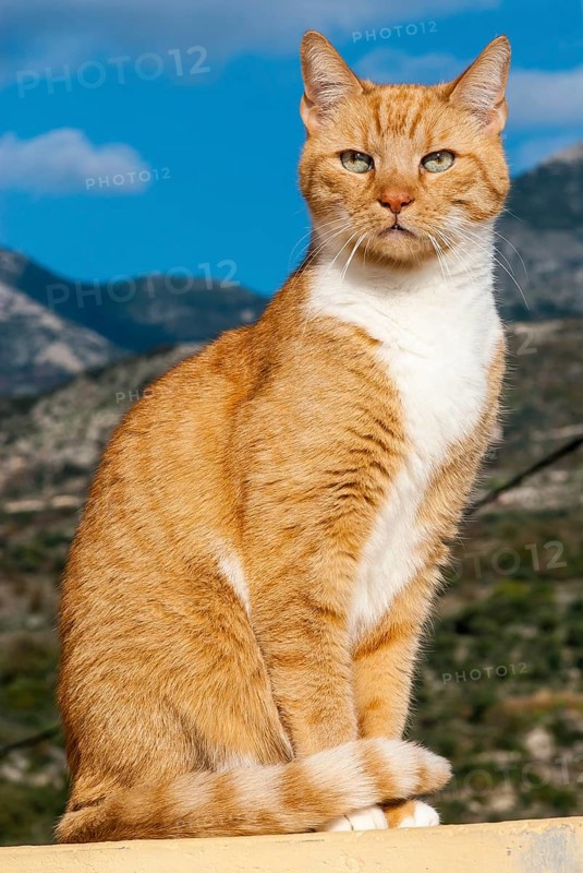 Tabby male cat sitting in elegant pose in front of a mountain scenery