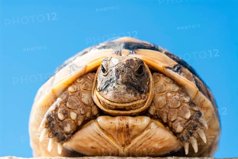 Young Hermann's Tortoise (Testudo hermanni)