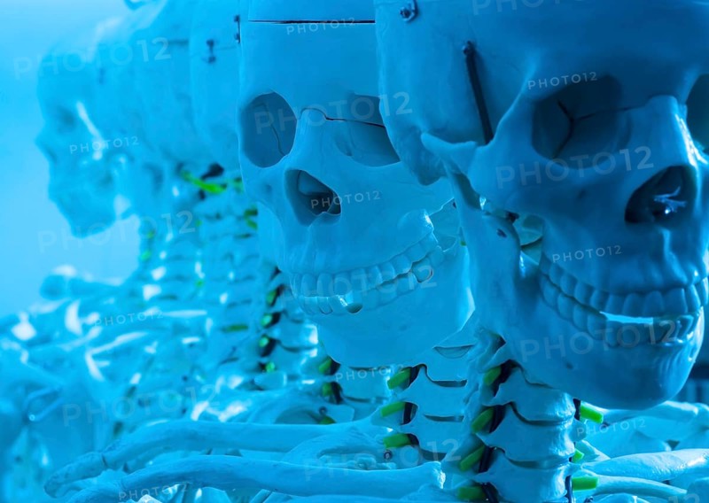 Skeletons and skulls in a row