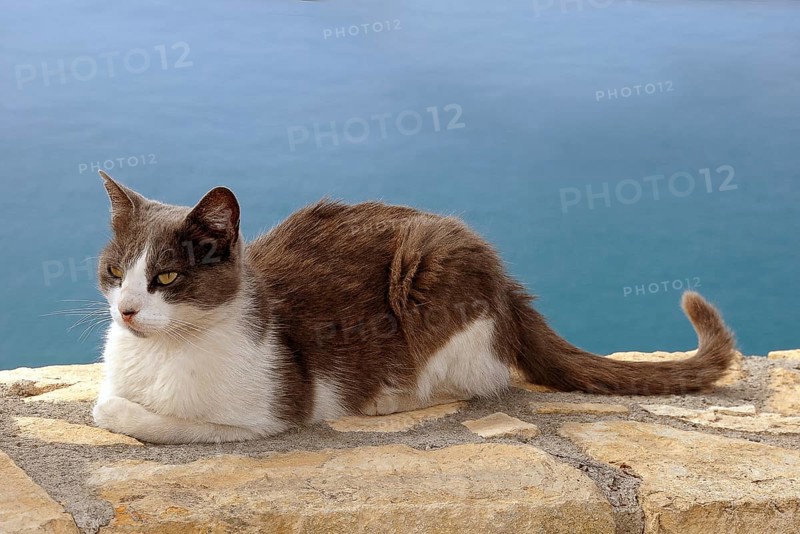 Stray cat resting on a wall