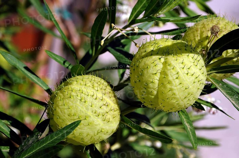 Fruits of the balloonplant (Gomphocarpus physocarpus) or bishop's balls