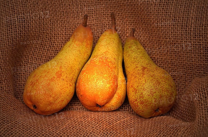 Three pears on jute sack