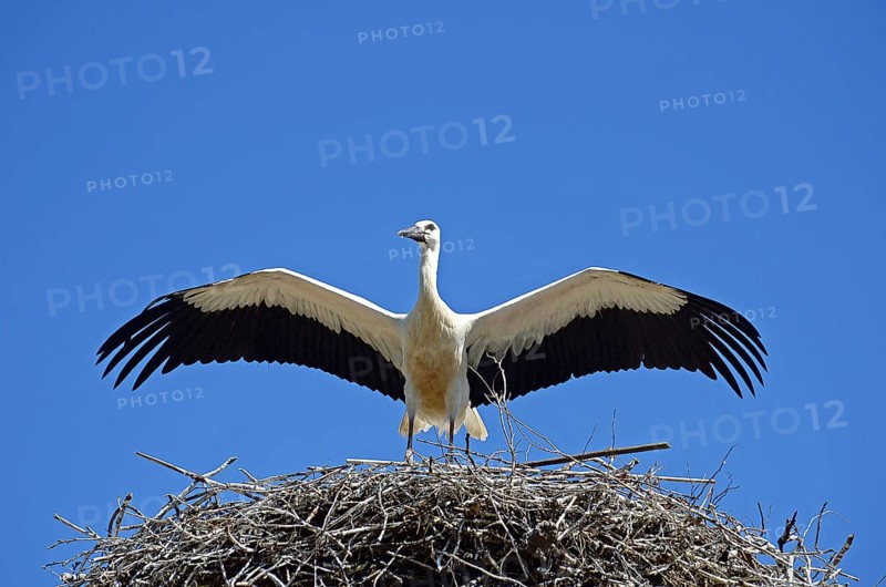 Young White stork (Ciconia ciconia) with extended wings in aerie