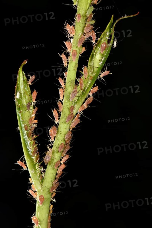 Rose Aphids (Macrosiphum rosae)