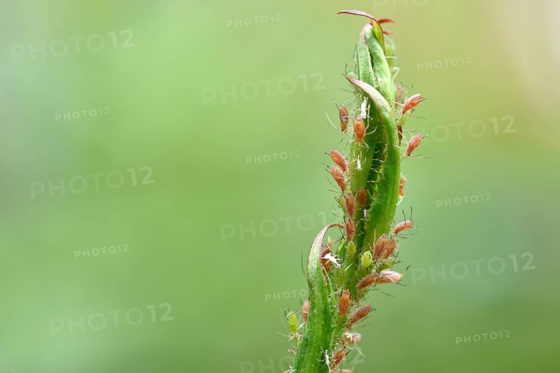Rose Aphids (Macrosiphum rosae)