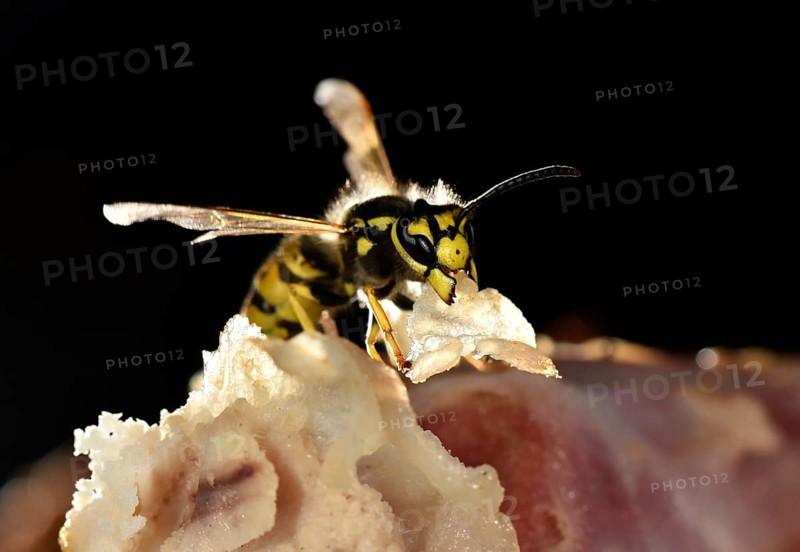 European wasp (Vespula germanica)