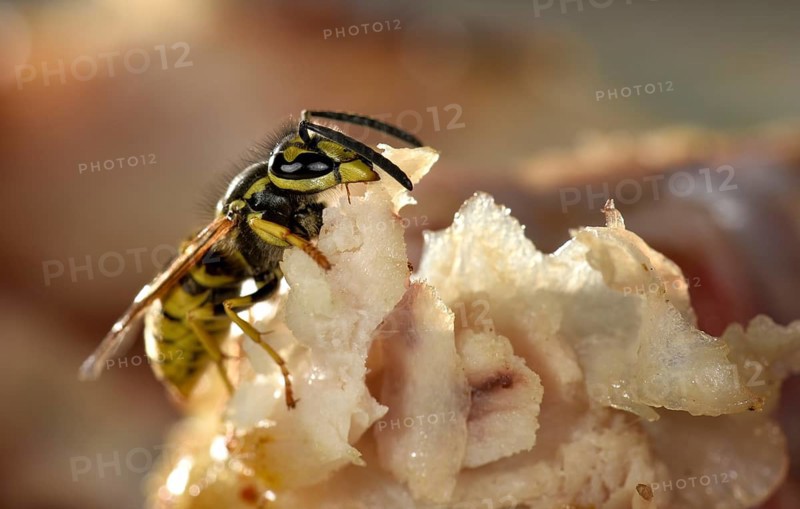 European wasp (Vespula germanica)