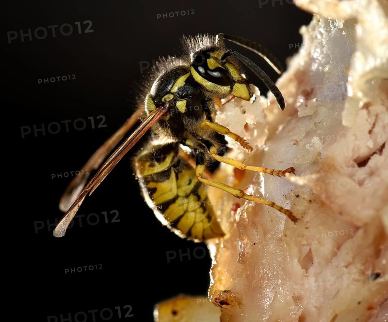 European wasp (Vespula germanica)