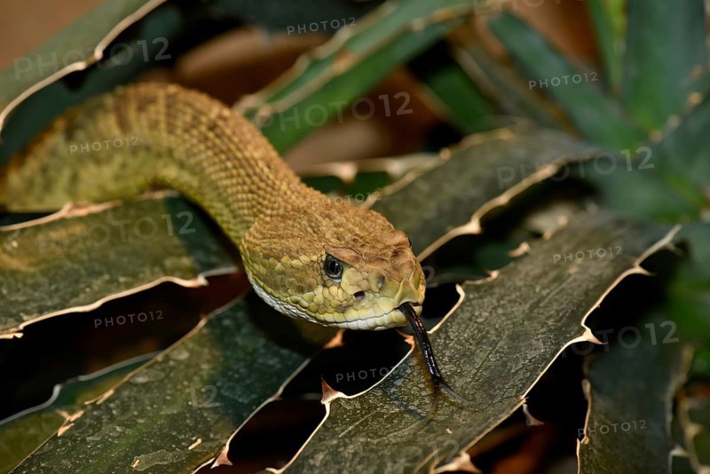 Mexican West Coast Rattlesnake (Crotalus basiliscus)