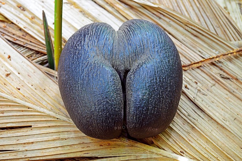 Coco de mer