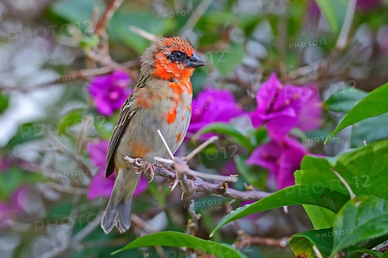 Red fody (Foudia madagascariensis)