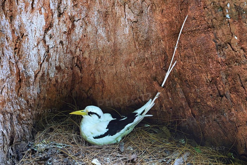 White-tailed tropicbird (Phaethon lepturus lepturus)