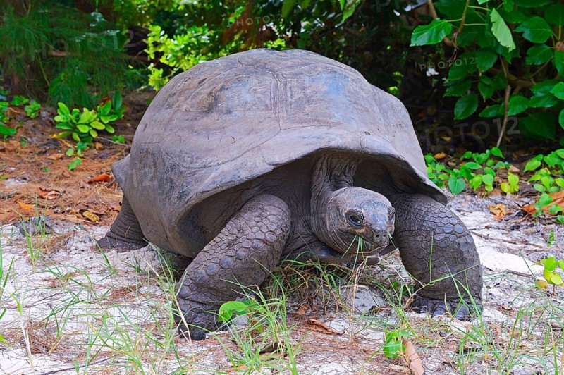 Aldabra giant tortoise (Geochelone gigantea)