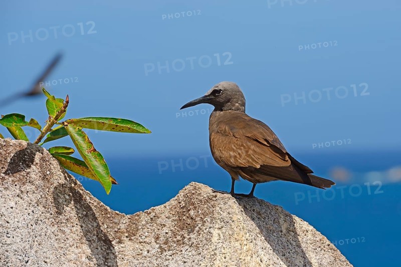 Brown noddy (Anous stolidus)