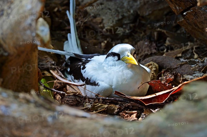 White-tailed Tropicbird (Phaethon lepturus lepturus)