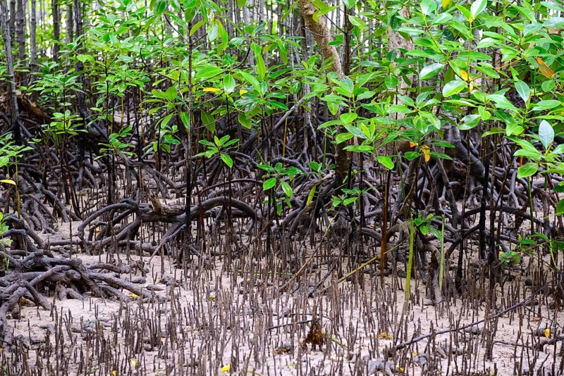 Mangroves (Avicennia marina) at low tide