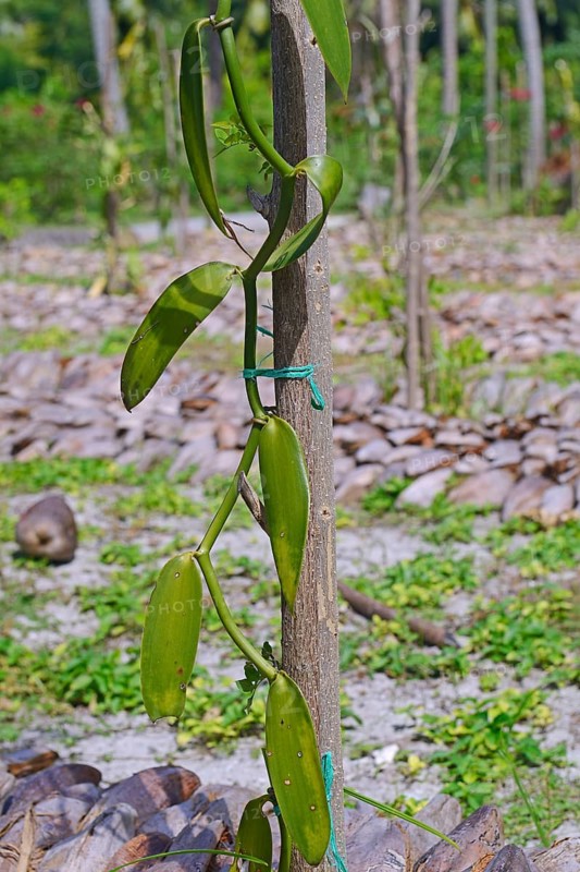 Flat-leaved vanilla