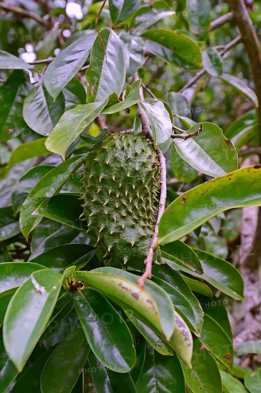 Soursop (Annona muricata) fruit