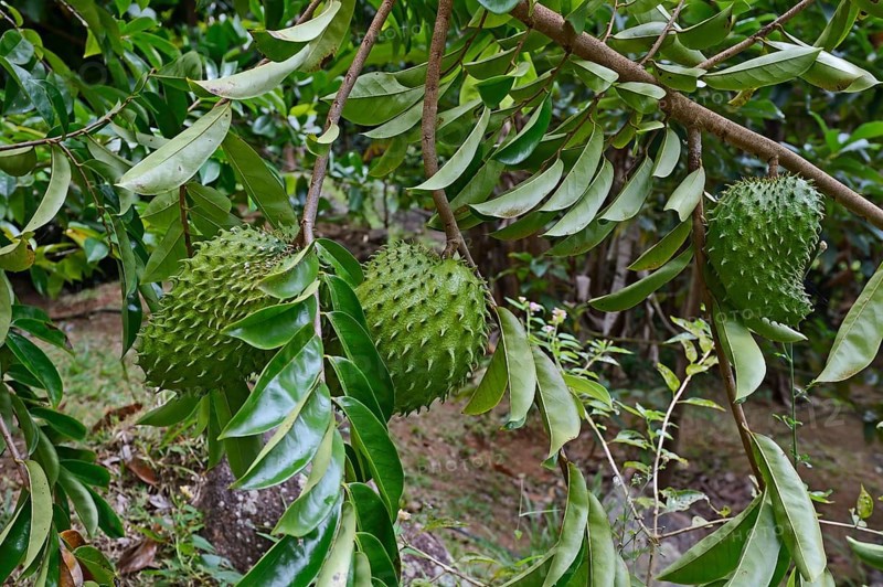 Soursop (Annona muricata) fruit