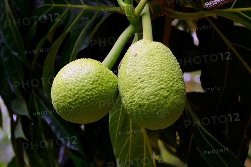 Breadfruit (Artocarpus altilis) tree