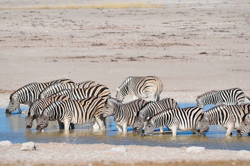 Herd of Burchell's Zebras (Equus burchelli)