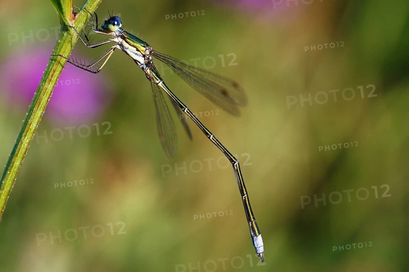 Emerald damselfly or common spreadwing (Lestes sponsa) on plant stem