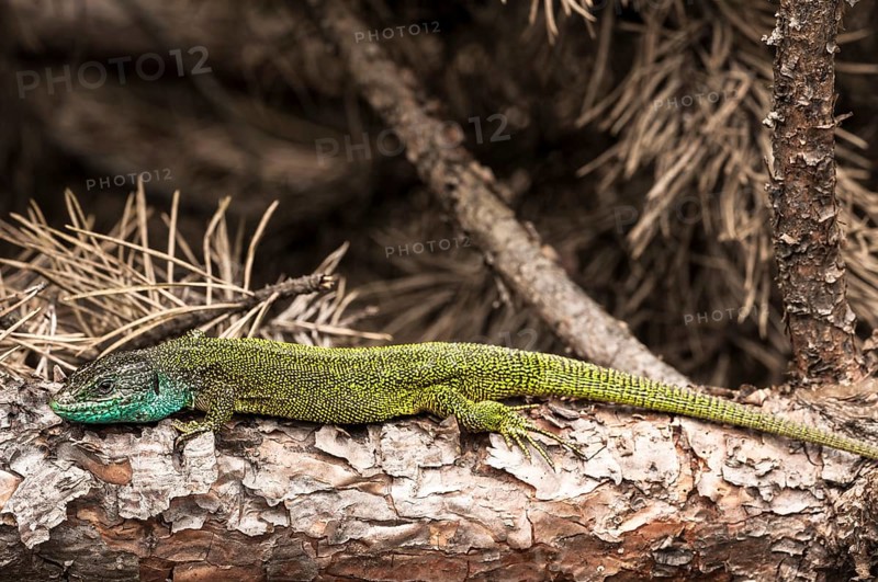 European green lizard (Lacerta viridis)