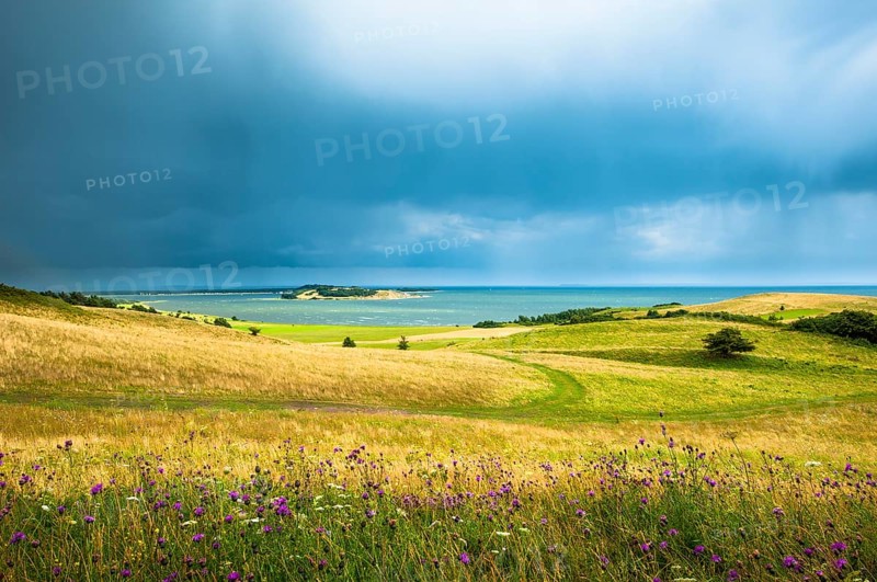 Grass landscape