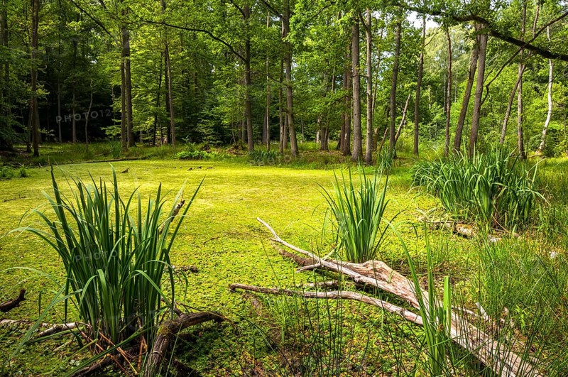 Bog forest with deadwood and water flag (Iris pseudacorus)
