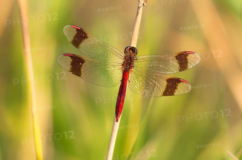 Yellow-winged darter (Sympetrum flaveolum) on stem