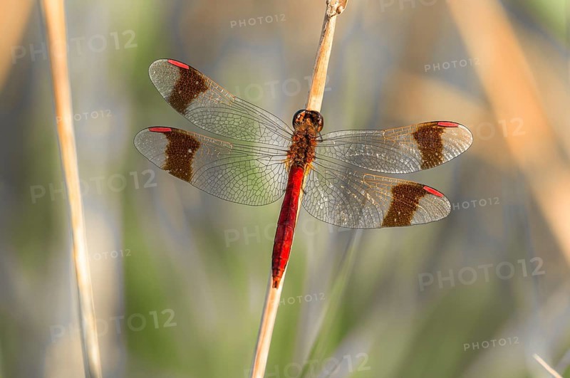 Yellow-winged darter (Sympetrum flaveolum) on stem