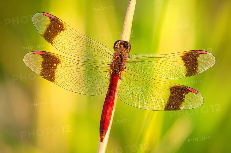 Yellow-winged darter (Sympetrum flaveolum) on stem