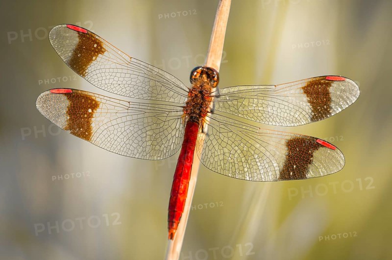 Yellow-winged darter (Sympetrum flaveolum) on stem