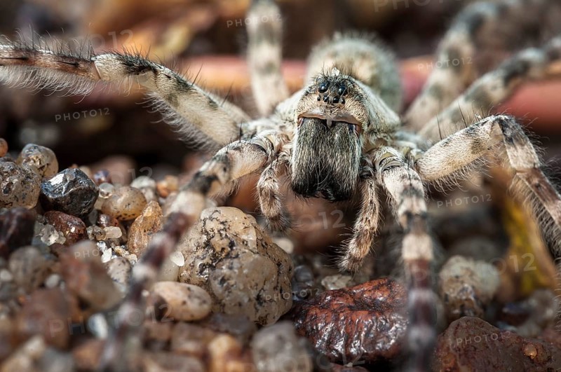 Wolf spider (Lycosidae sp.)