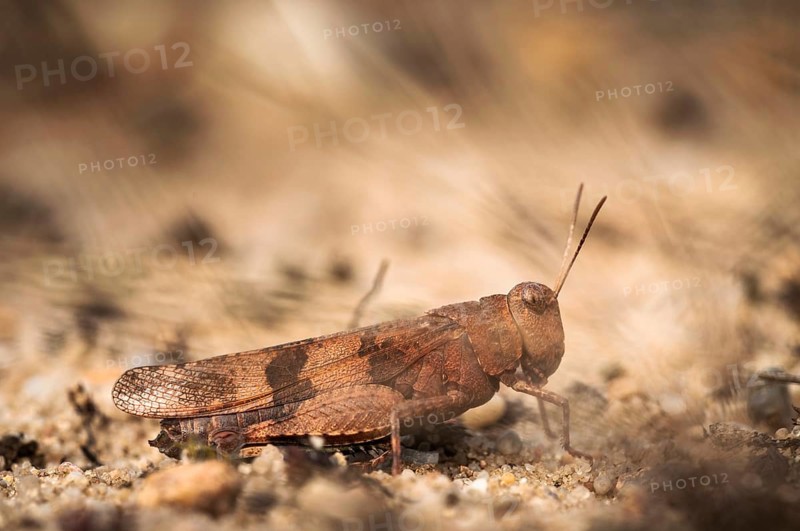 Blue-winged grasshopper (Oedipoda caerulescens)