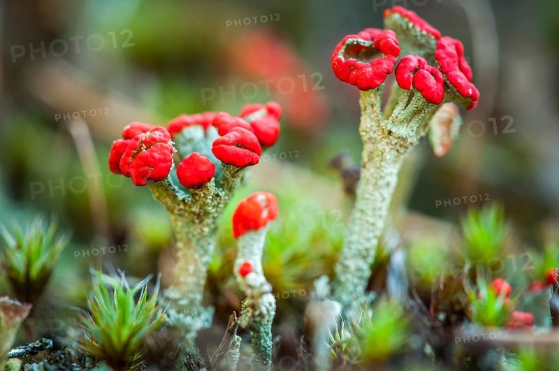 Cup lichen (Cladonia spp.)