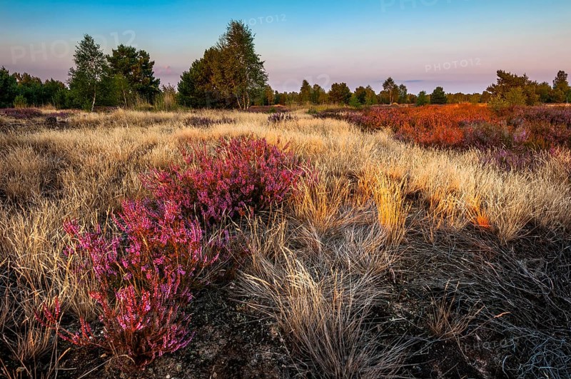 Common heather or ling (Calluna vulgaris) and grey hair-grass (Corynephorus canescens)