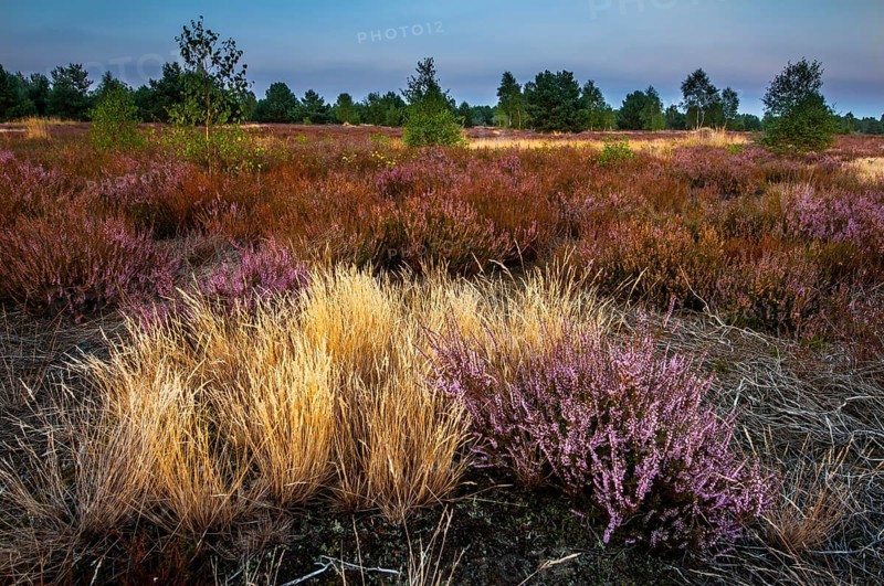 Common heather or ling (Calluna vulgaris) and grey hair-grass (Corynephorus canescens)