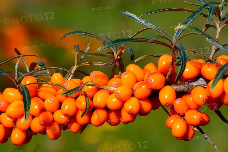 Sea Buckthorn (Hippophae rhamnoides)