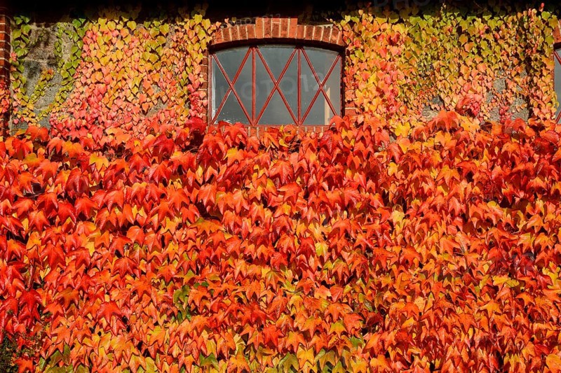 Virginia Creeper (Parthenocissus quinquefolia) on wall