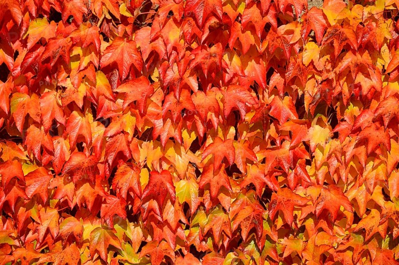 Virginia Creeper (Parthenocissus quinquefolia)